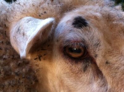 HOMEGROWN Life: Milking with Frannie Image